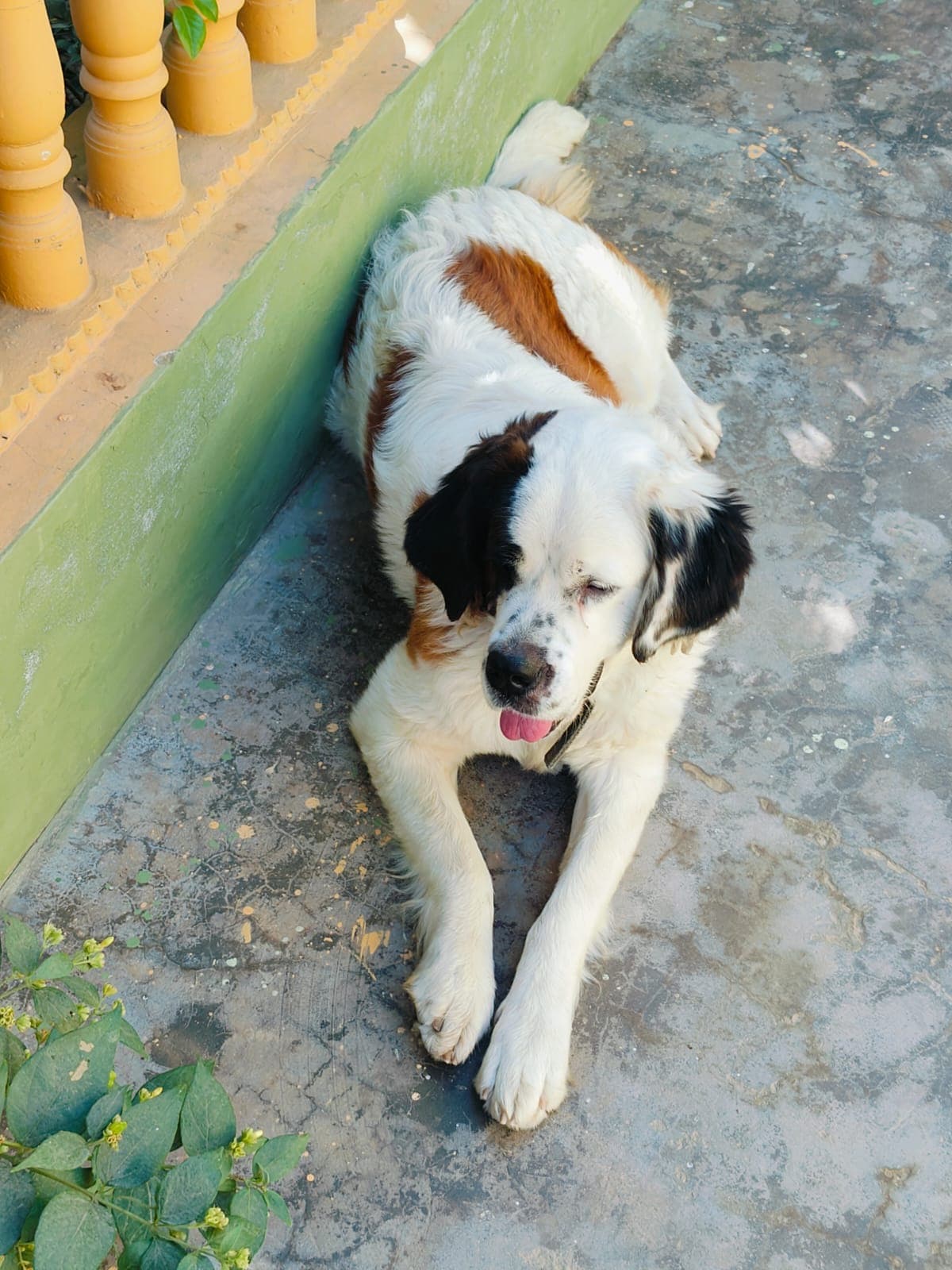 Scooby, a Saint Bernard, lying on a stone porch